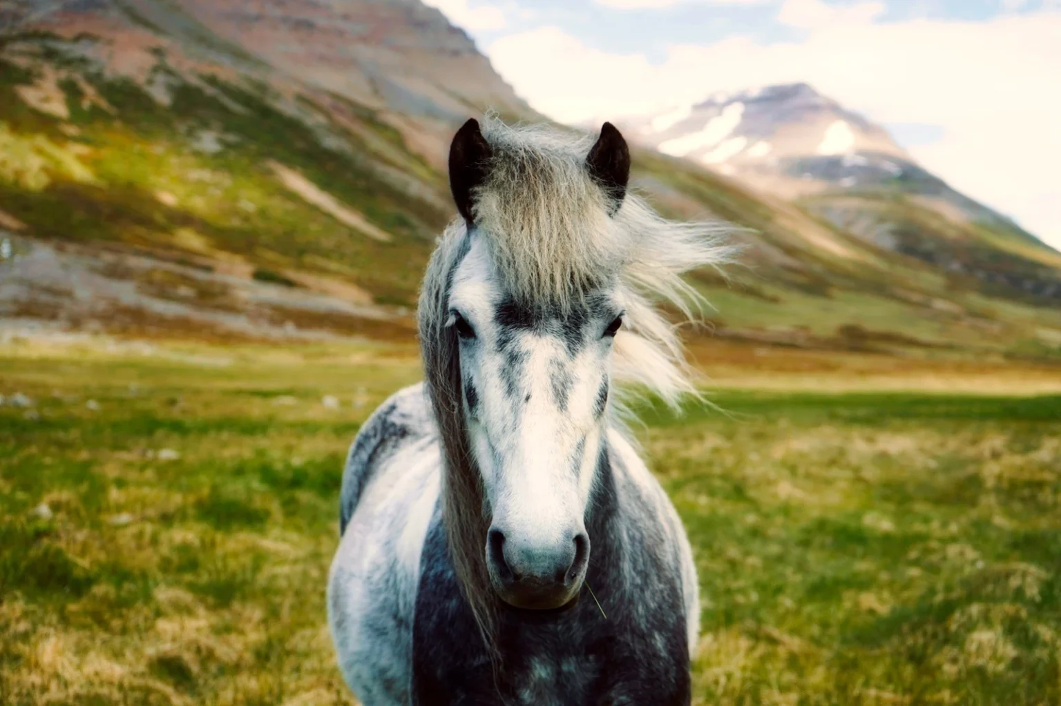 Cheval gris et blanc dans une prairie, montagnes en arrière-plan
