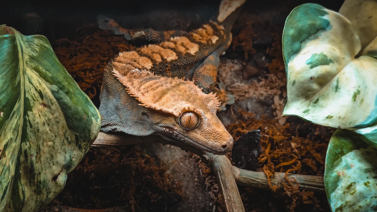 Gecko à crête posé sur une branche dans son terrarium