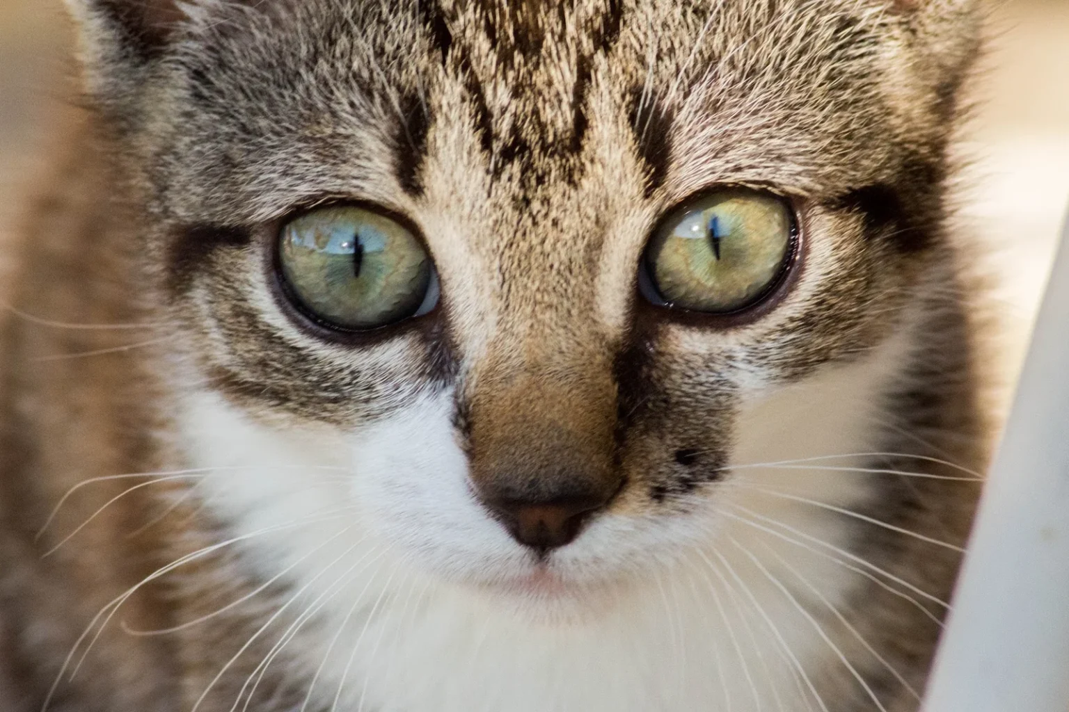 Portrait rapproché d’un chaton tigré aux yeux verts