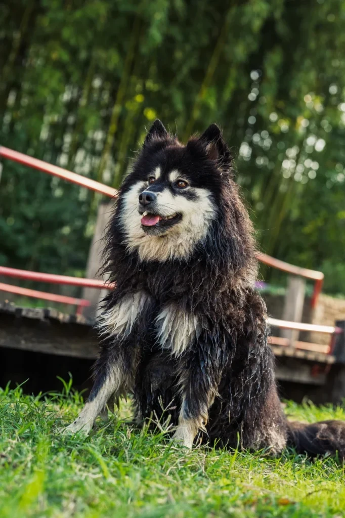 Chien noir et blanc assis dans l’herbe, le poil trempé, un ponton en arrière-plan