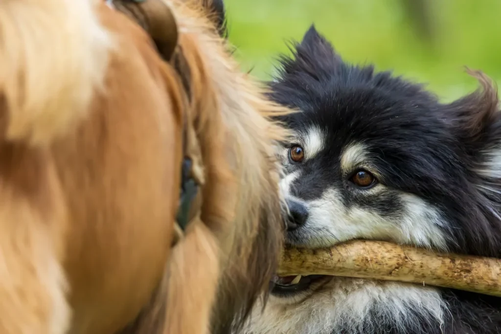Chien tenant un bâton, tête posée contre le flanc d'un autre chien