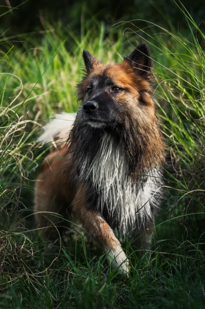 Chien au poitrail mouillé debout dans de hautes herbes vertes