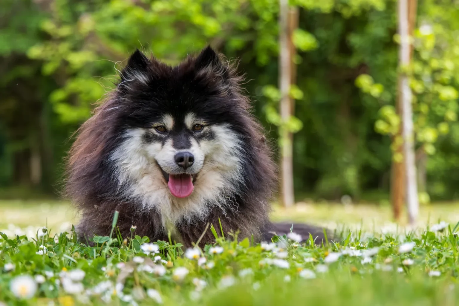 Chien âgé couché dans un pré de pâquerettes