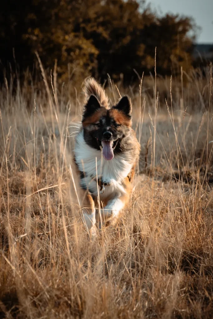 Chien en pleine course dans un champ sec