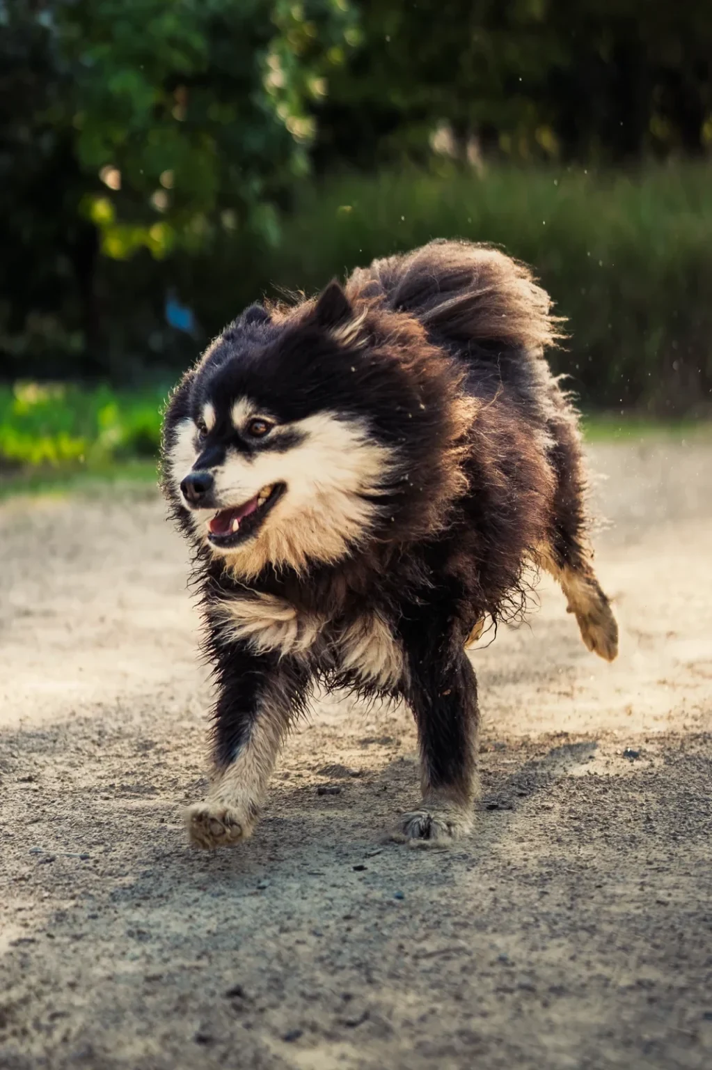 Chien au poil mouillé courant vers l’objectif sur un sol sableux