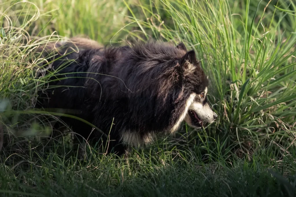 Chien noir avançant de profil dans de hautes herbes vertes