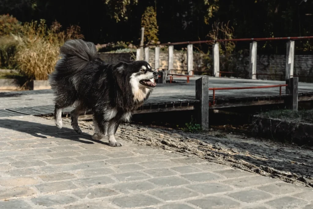 Chien noir au poil long marchant sur des pavés devant un ponton en bois