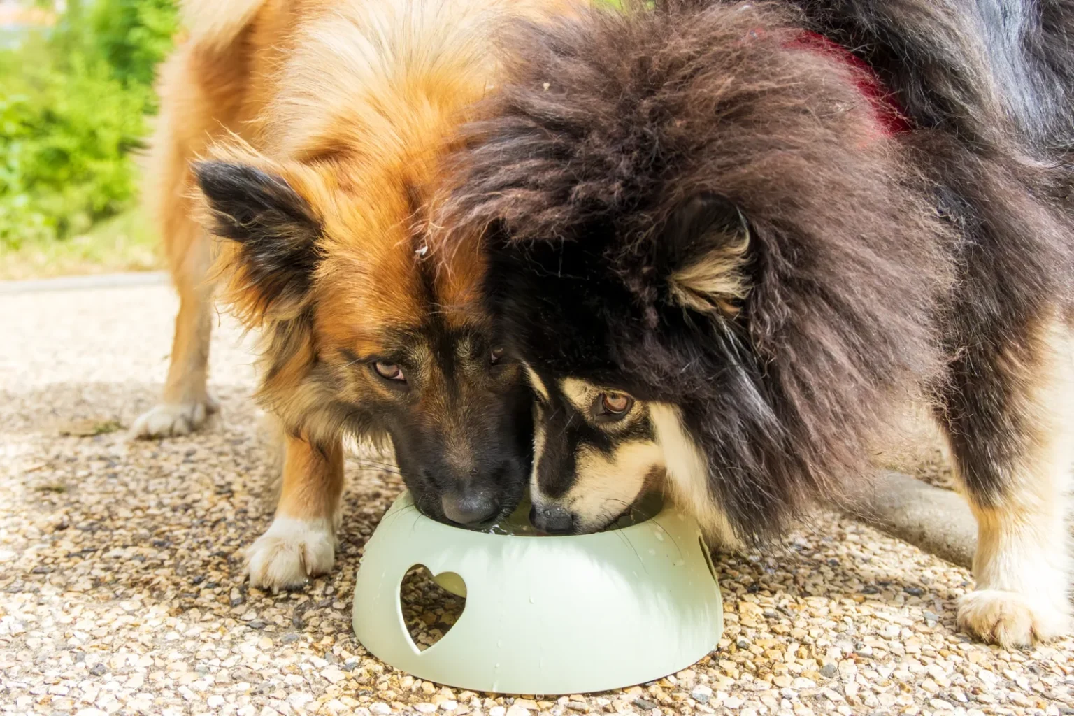 Deux chiens buvant dans la même gamelle