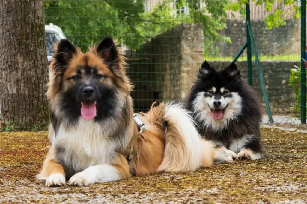 Deux chiens couchés côte à côte sous un arbre