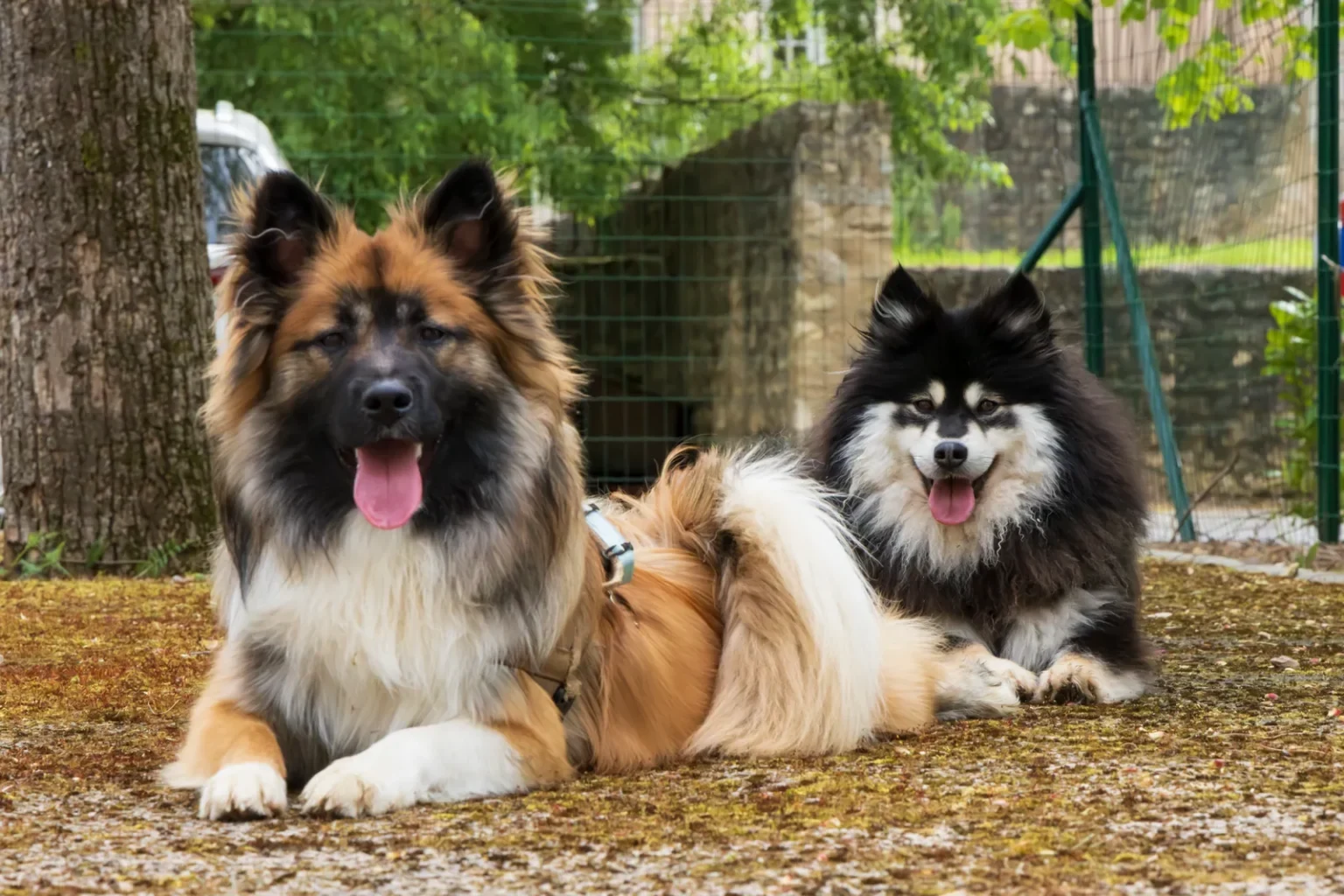 Deux chiens couchés côte à côte sous un arbre