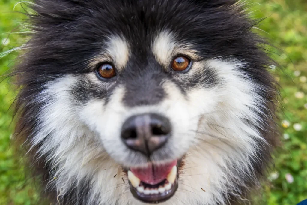 Portrait rapproché du museau d'un chien noir et blanc