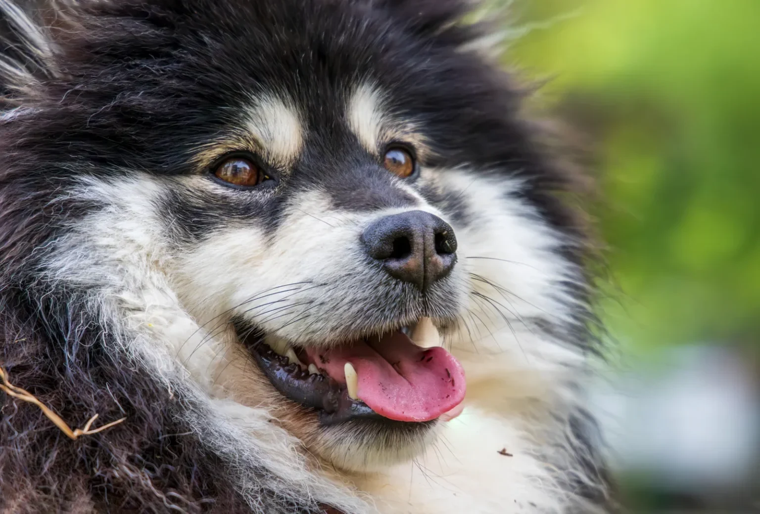 Portrait rapproché d'un chien qui halète