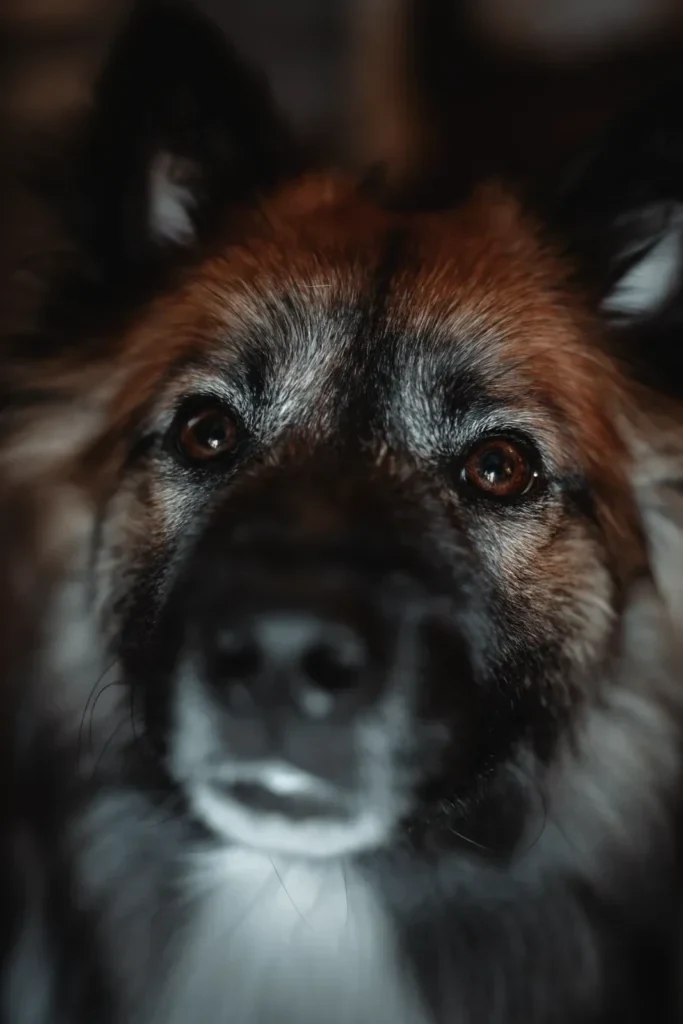 Portrait très rapproché d’un chien dans une lumière sombre, le regard net