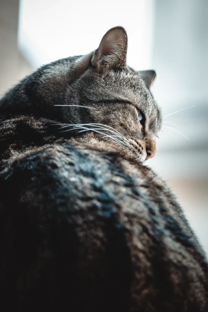 Chat tigré Butternut vu de dos, la tête tournée vers la lumière d’une fenêtre