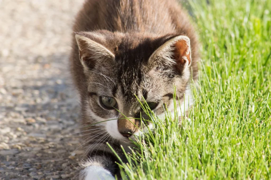 Chaton tigré tapi au bord d’une pelouse, des brins d’herbe devant le museau