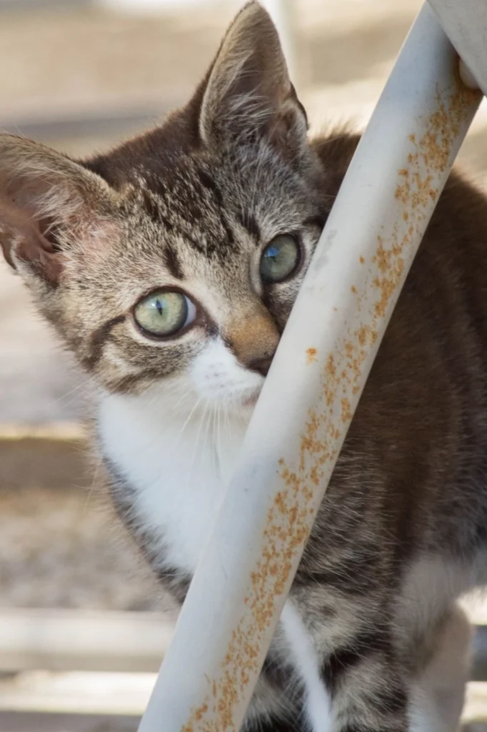 Chaton tigré et blanc à moitié caché derrière une barre blanche, un œil vers l’objectif