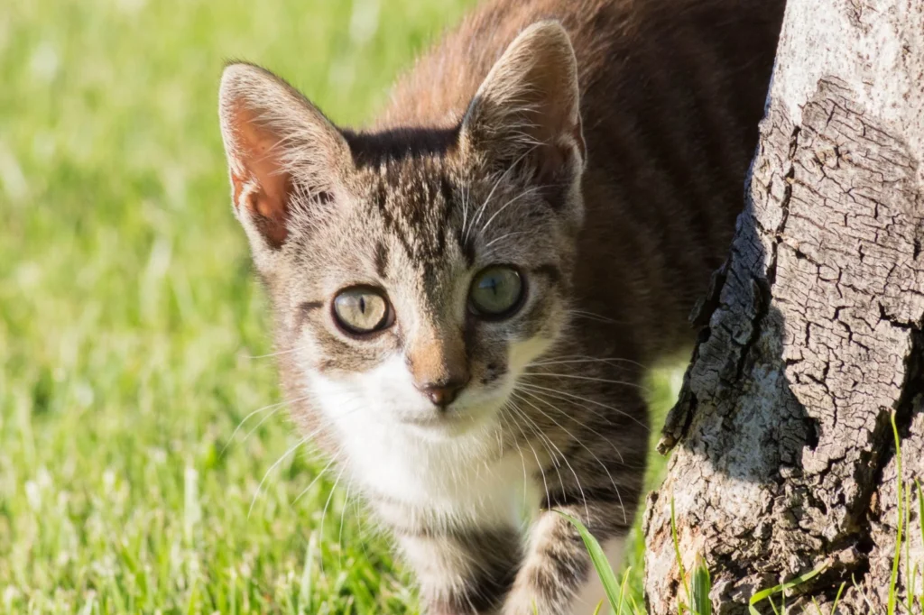 Chaton tigré passant la tête derrière un tronc d’arbre, sur une pelouse