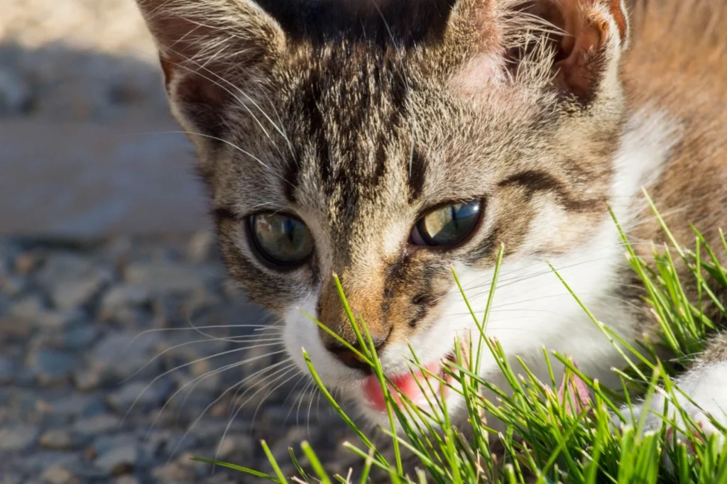 Chaton tigré la gueule ouverte dans des brins d’herbe, en plein soleil
