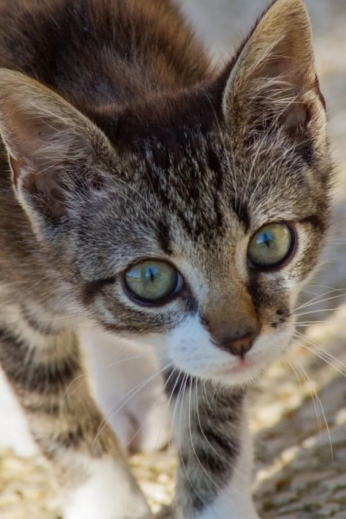 Chaton tigré et blanc vu de près, levant ses yeux verts