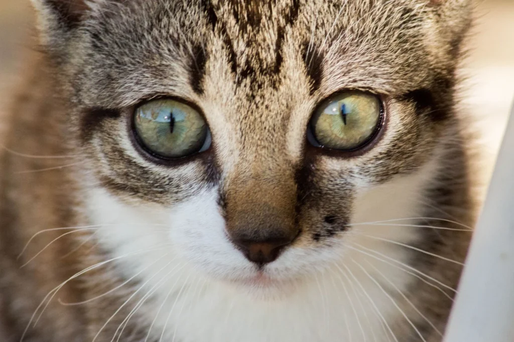 Portrait très serré d’un chaton tigré aux yeux verts